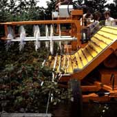 Photograph of raspberries being mechanically harvested Copyright: Vicky Knight, EMR